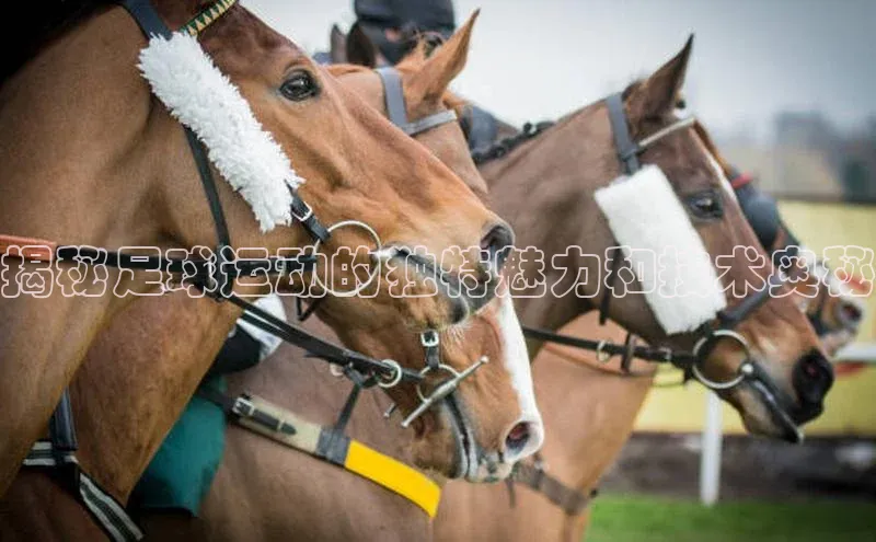 熊猫足球直播金山办公