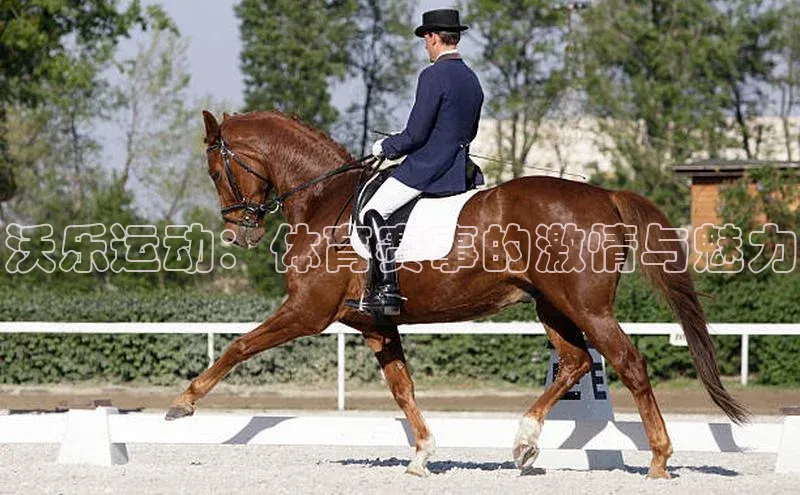 熊猫体育在线直播app